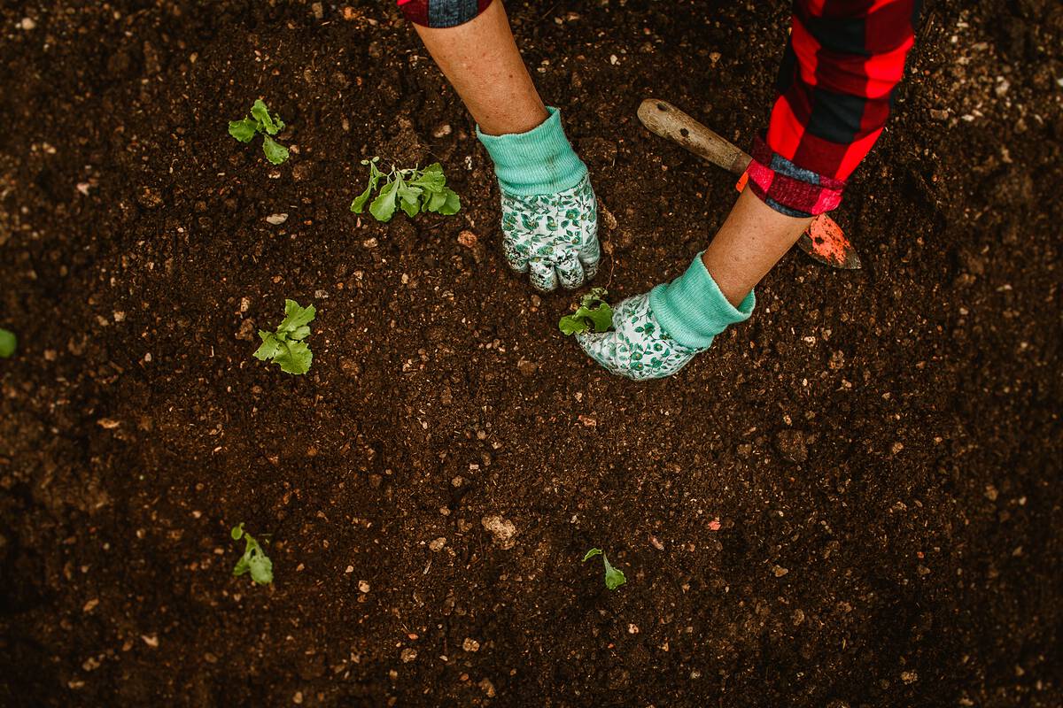 Gloved hands planting a lettuce seedling into a bed of dark soil